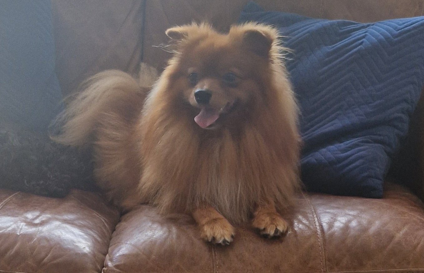 Teddy