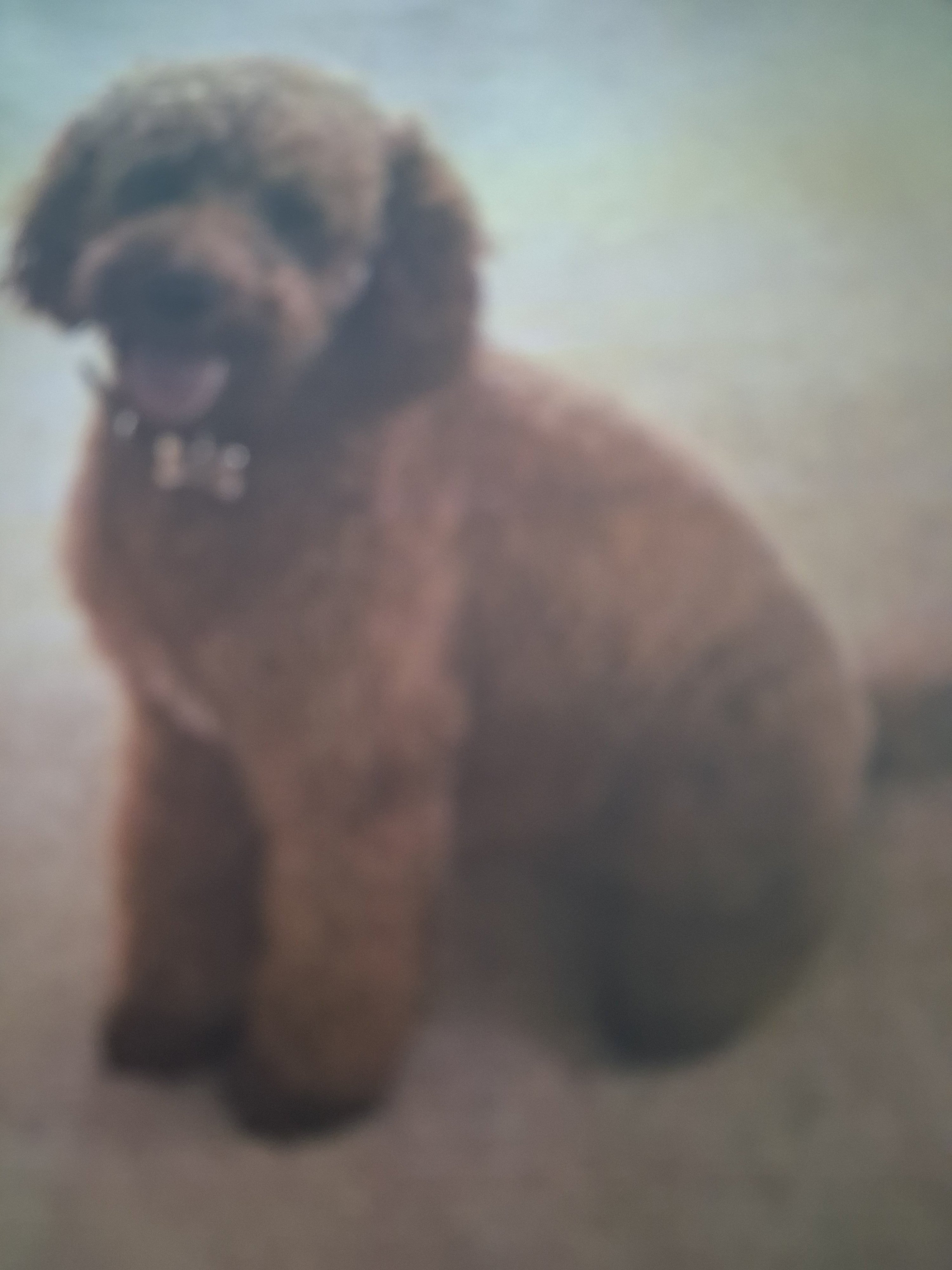 Teddy