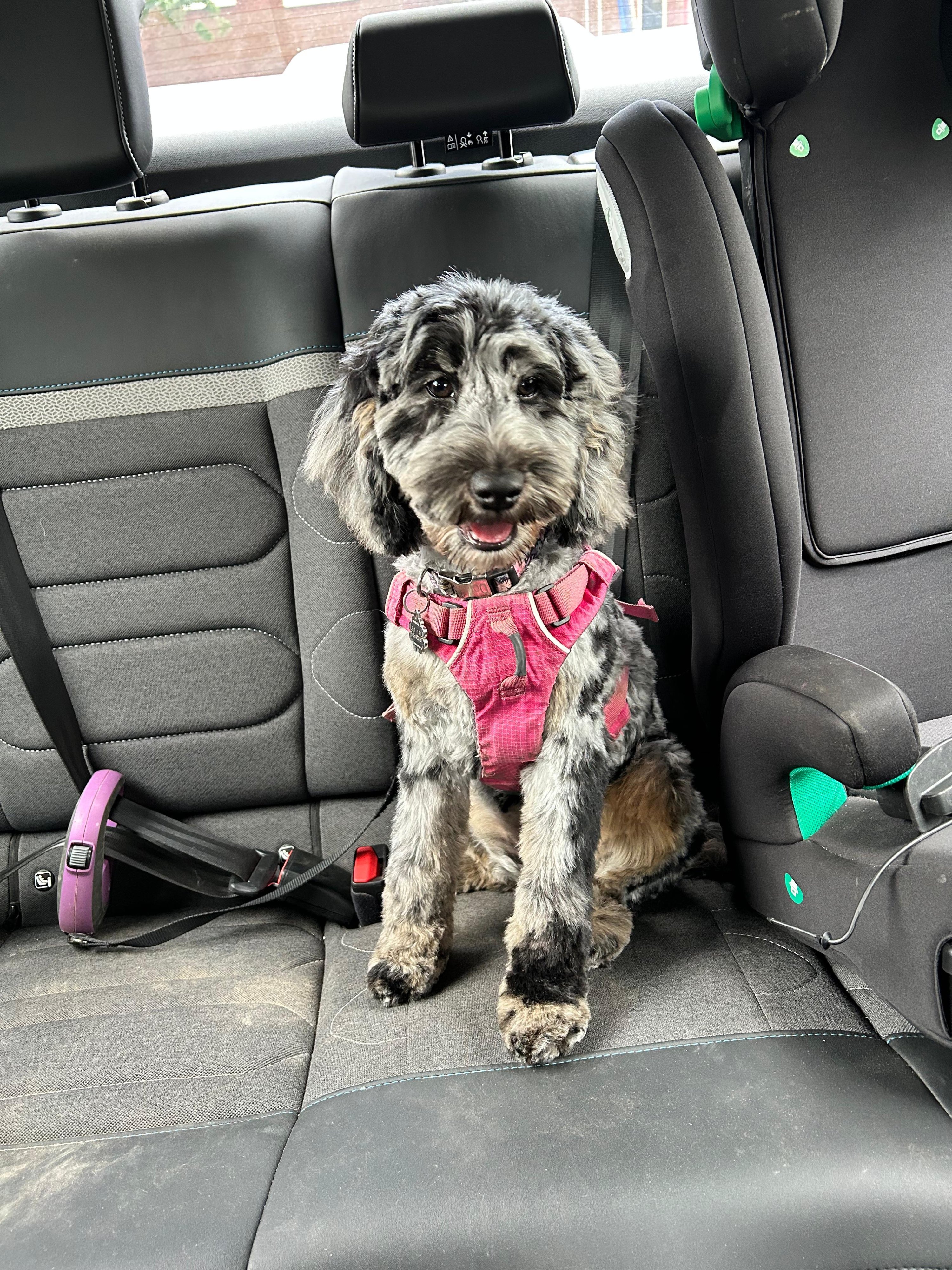 Dottie