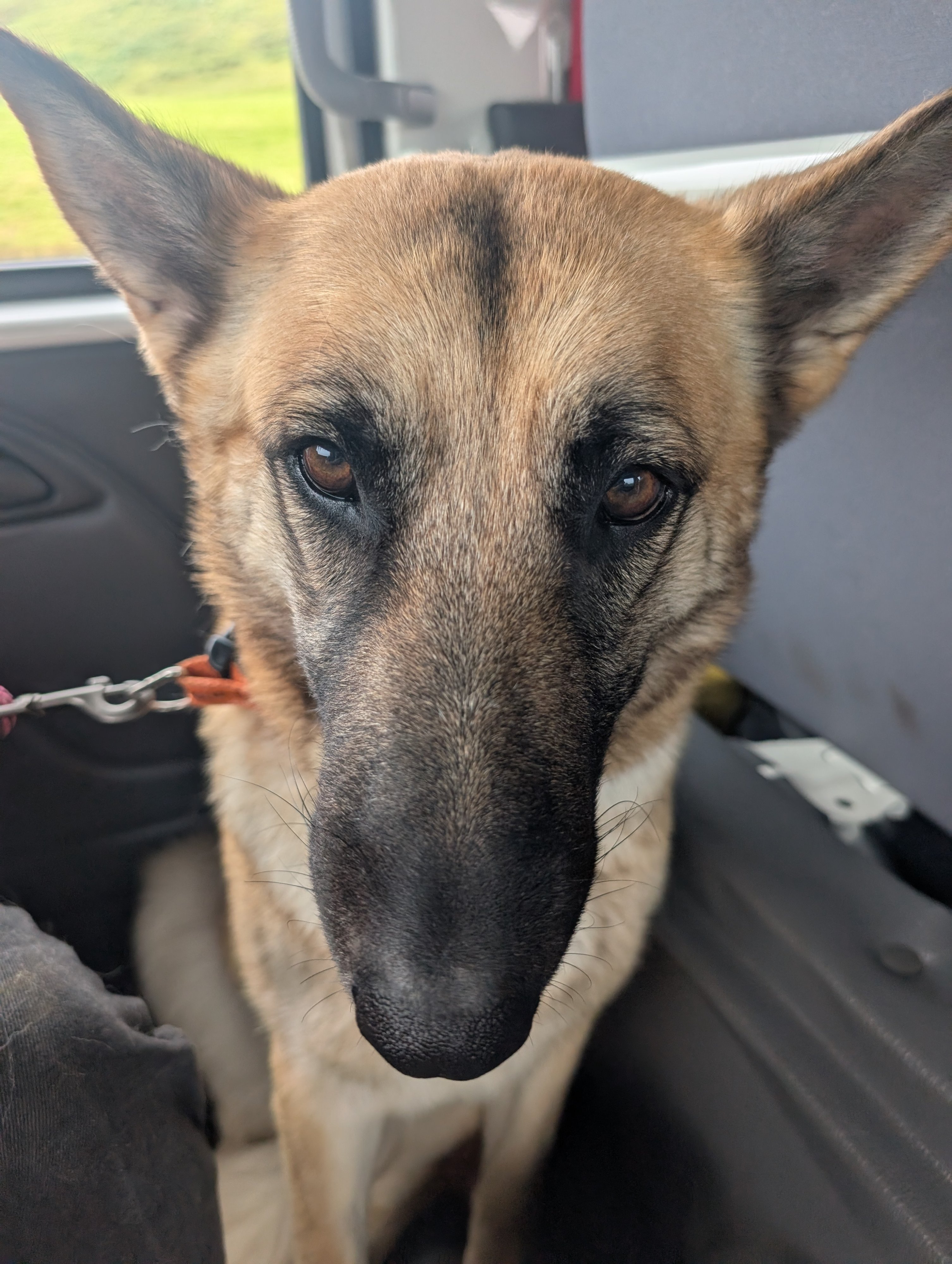 Nala