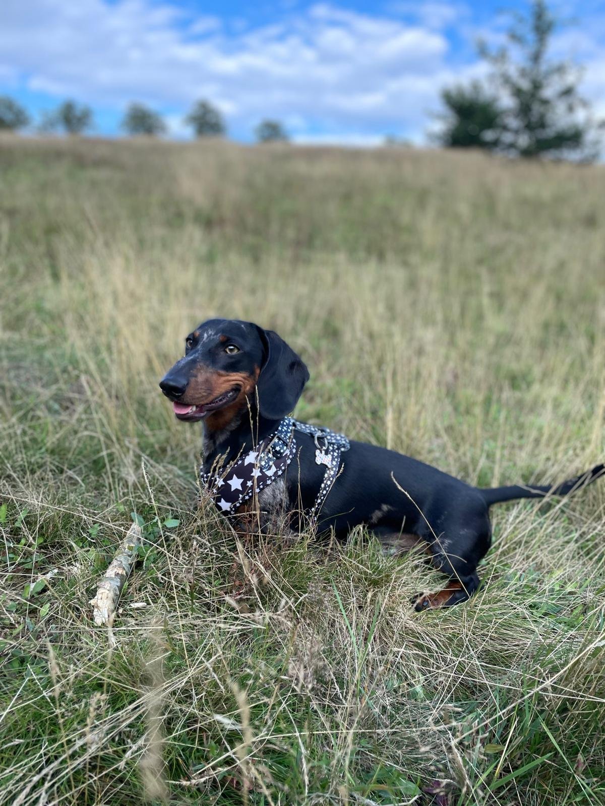Albus
