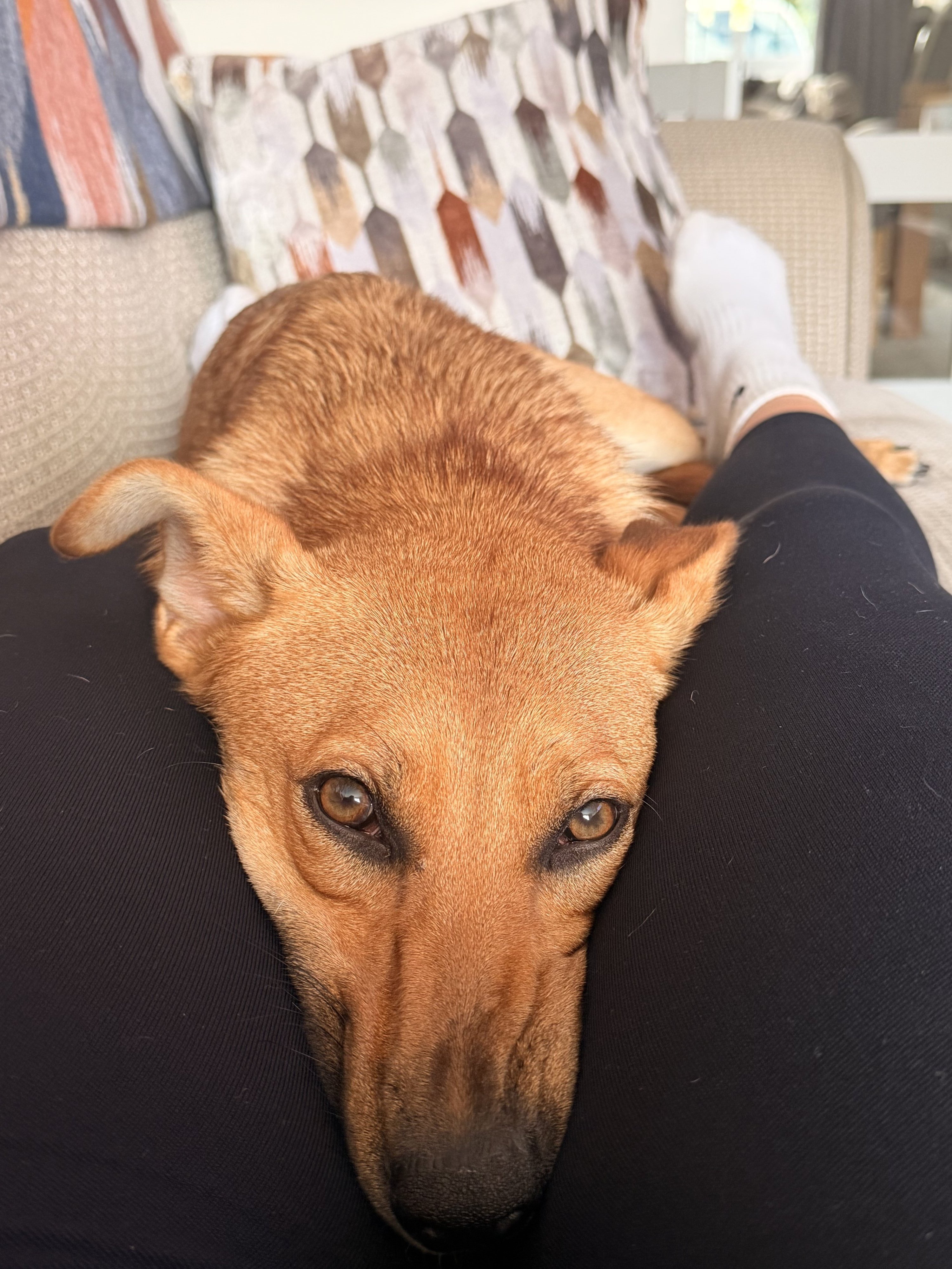 Nala