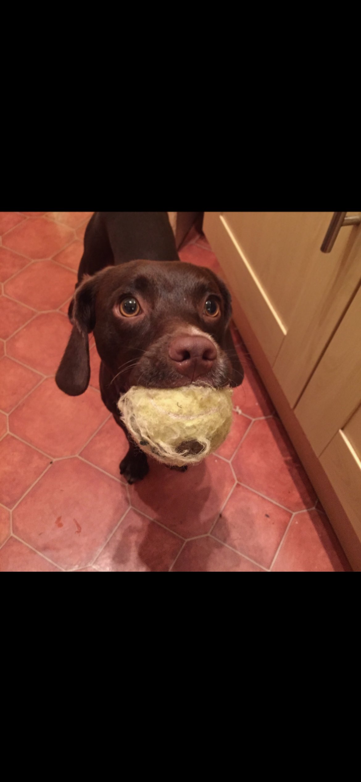 Rolo