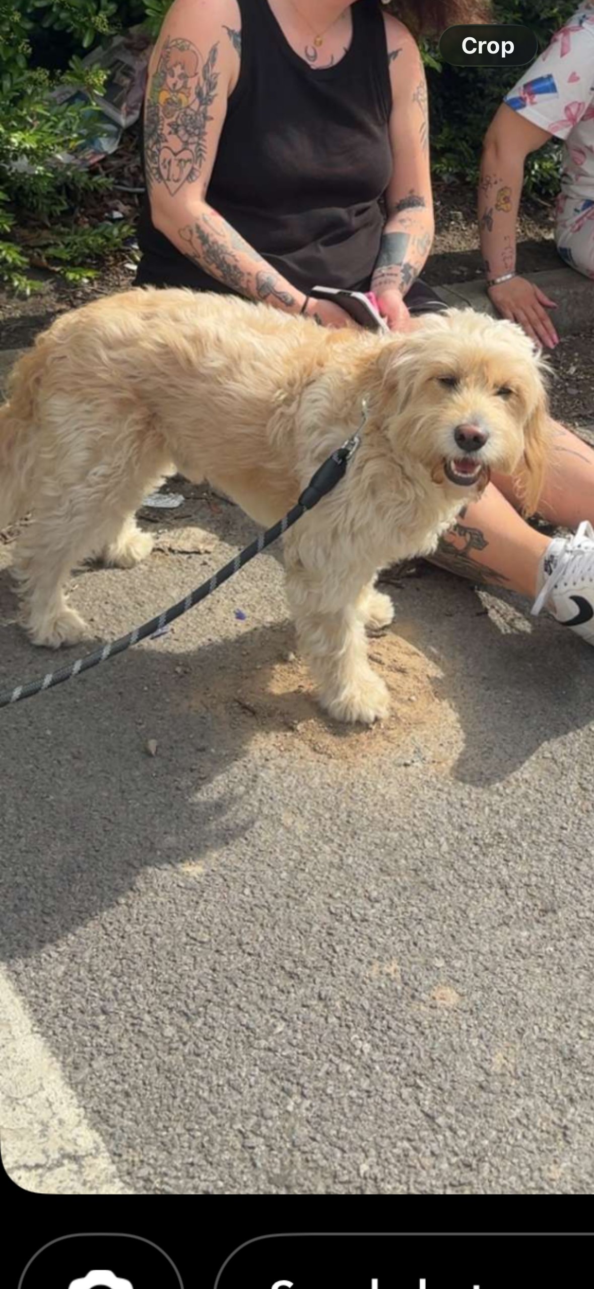 Buddy