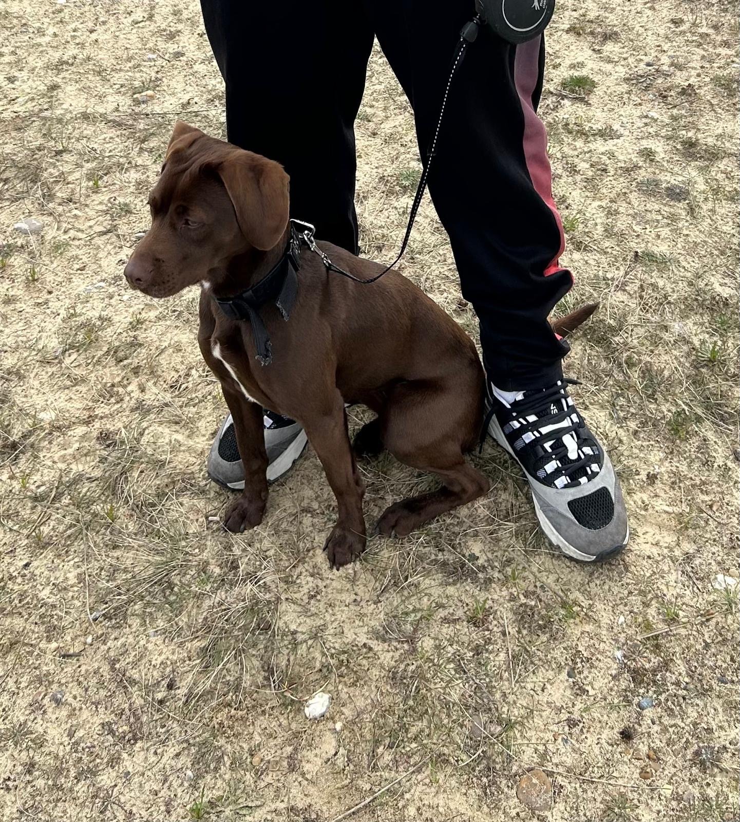 Nova
