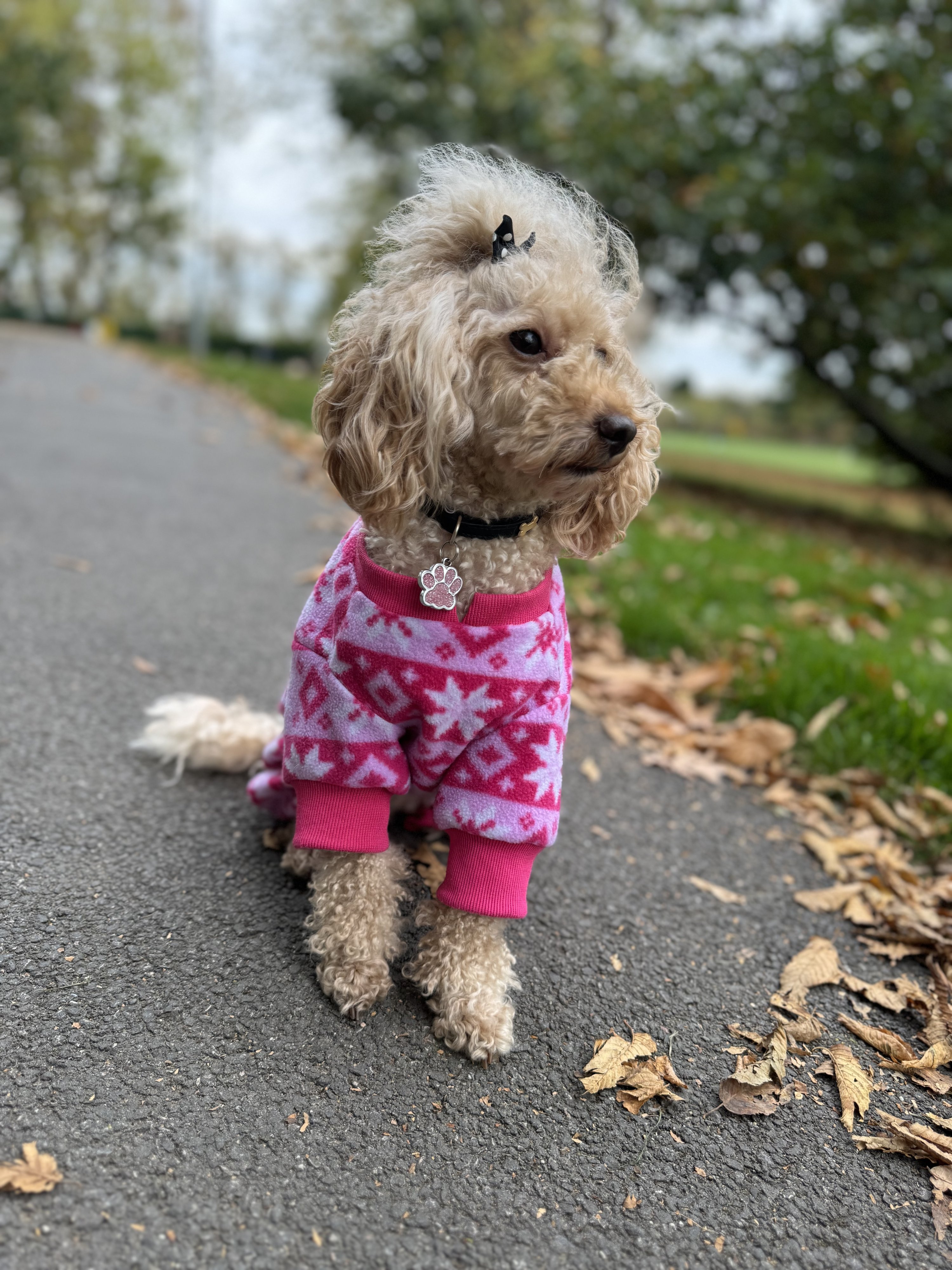 Daisy
