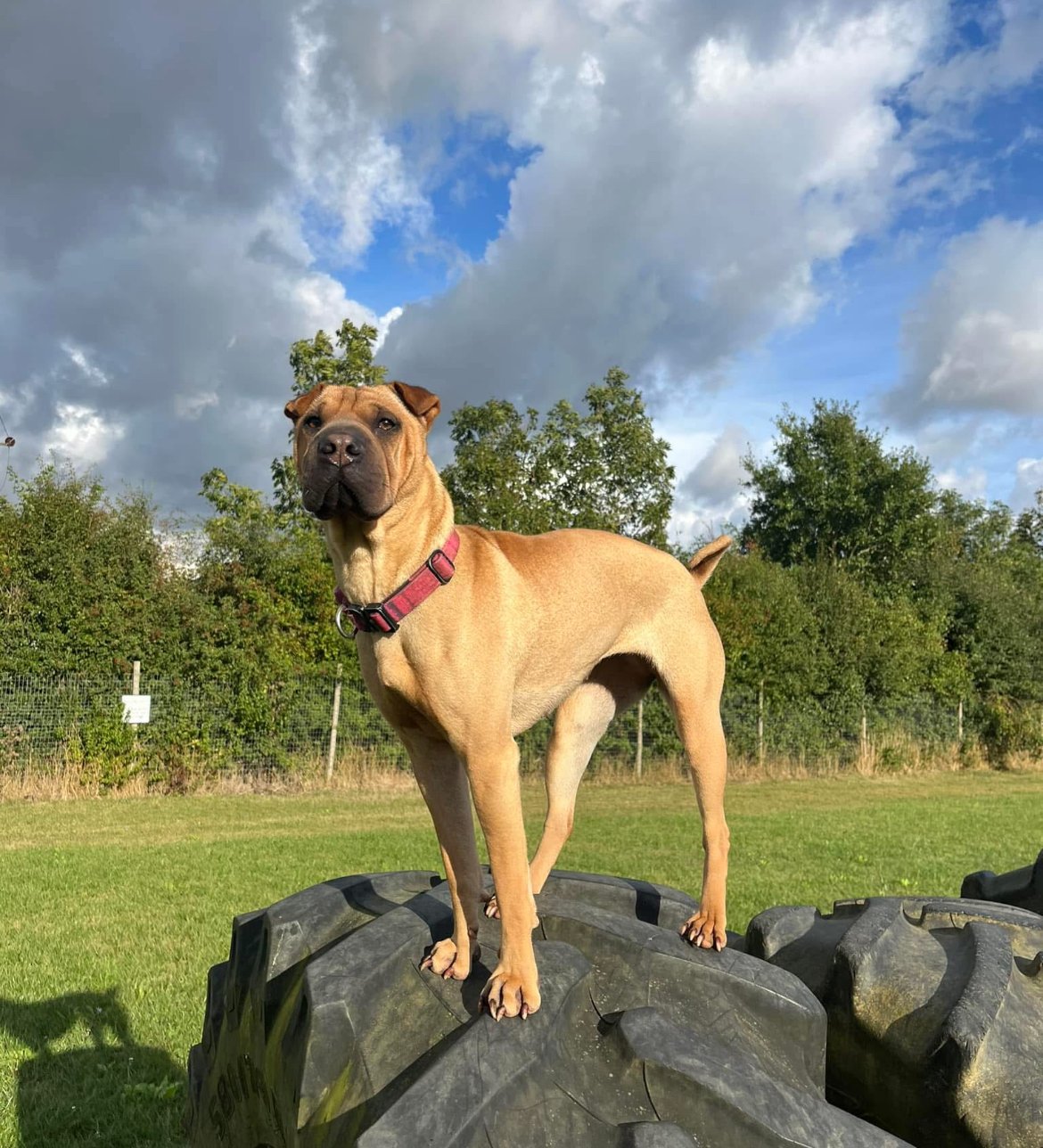 Nova