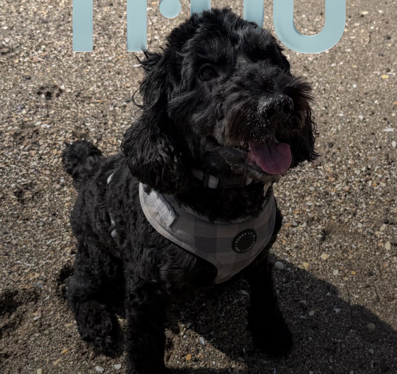 Louie