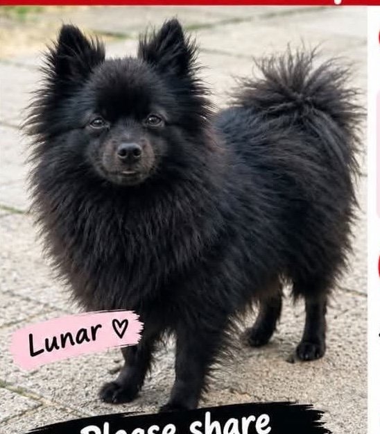 Lunar