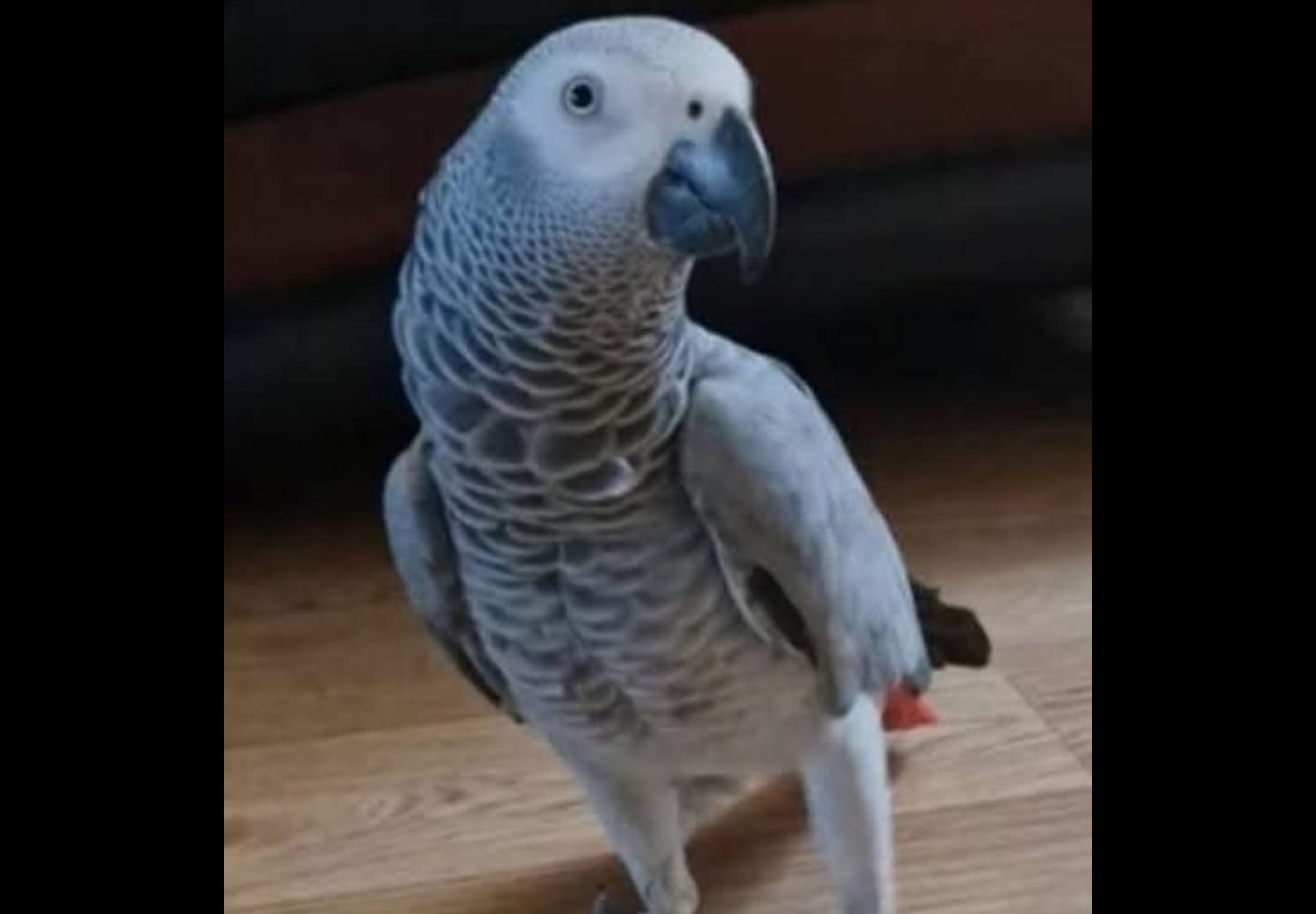 CO CO