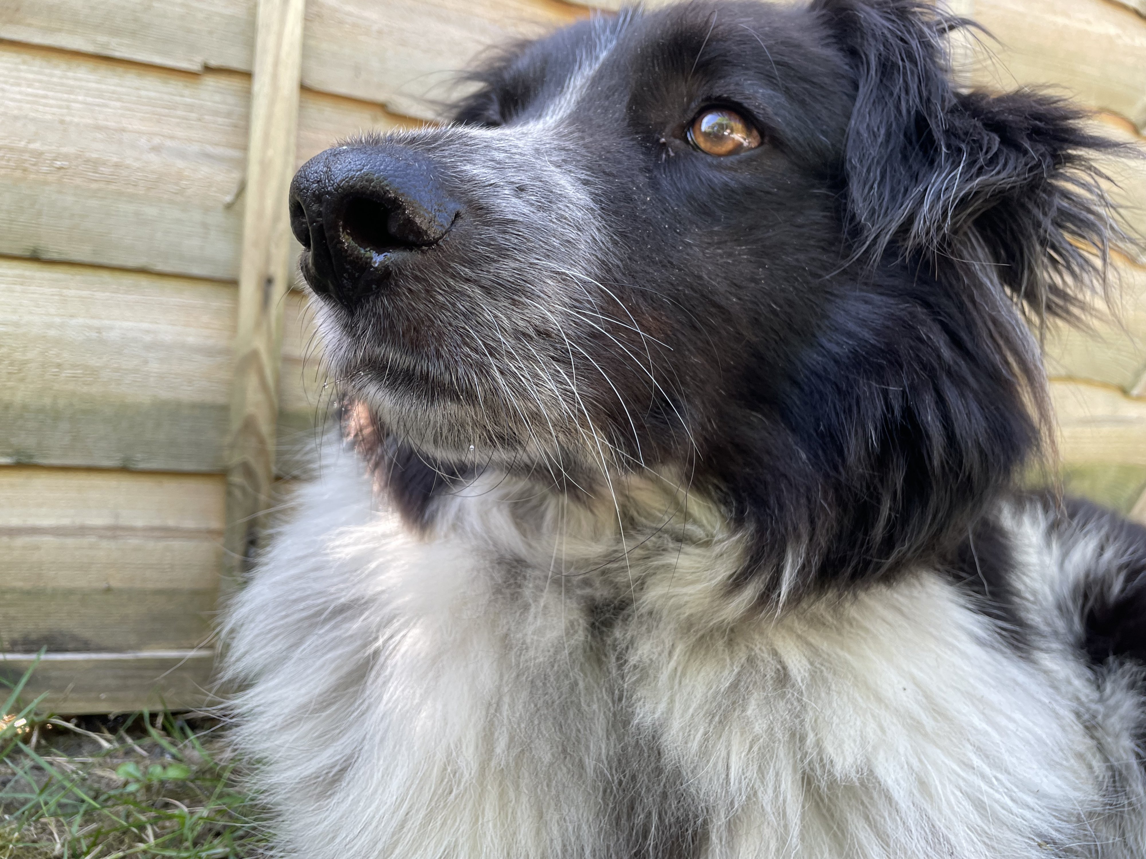 Alfie