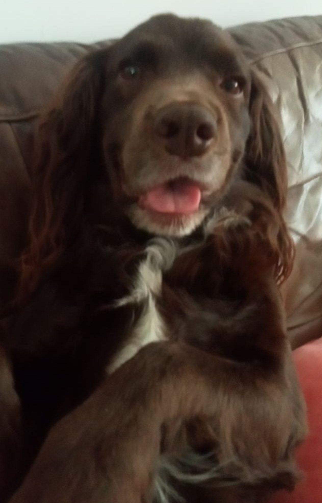Hugo