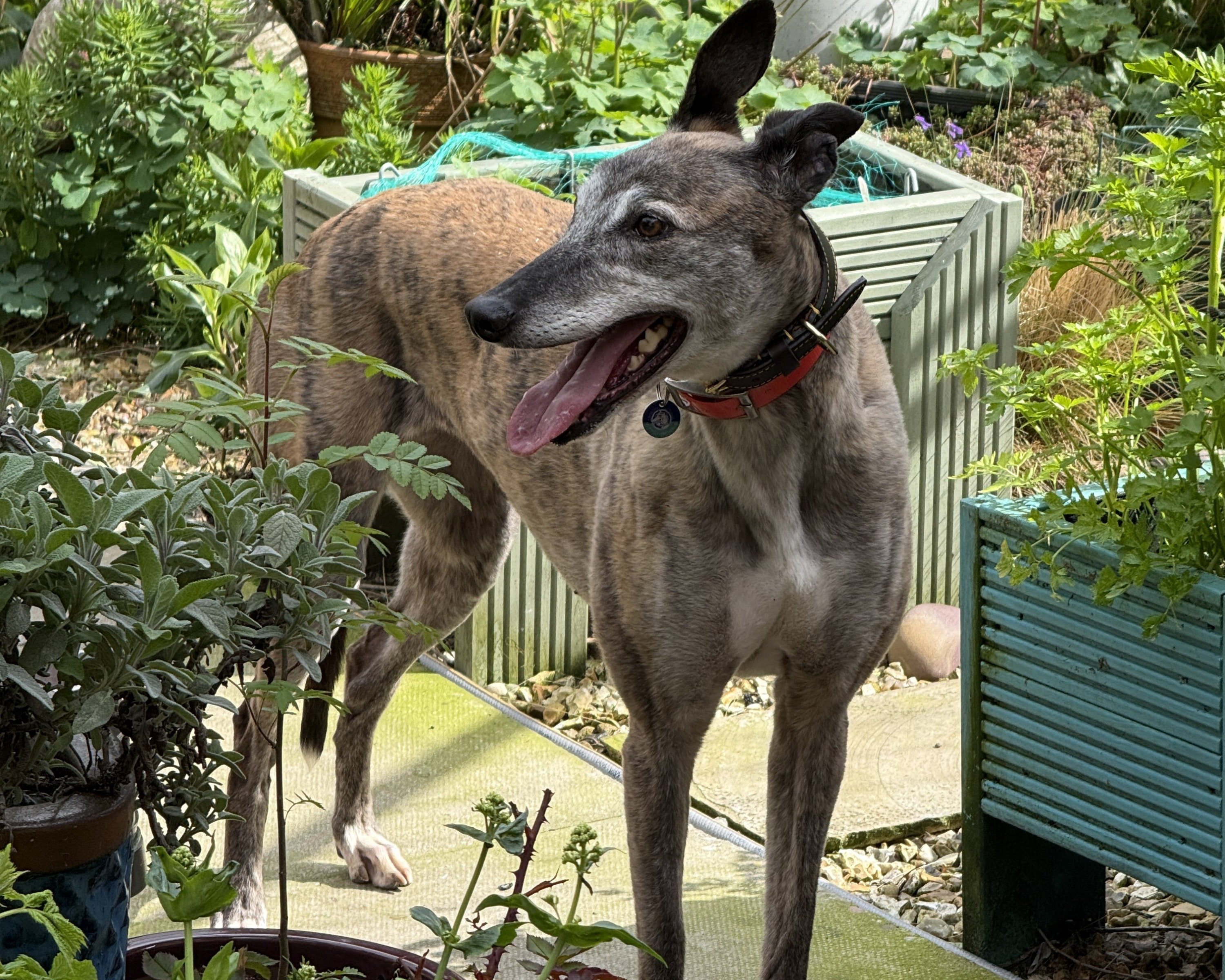 Ella