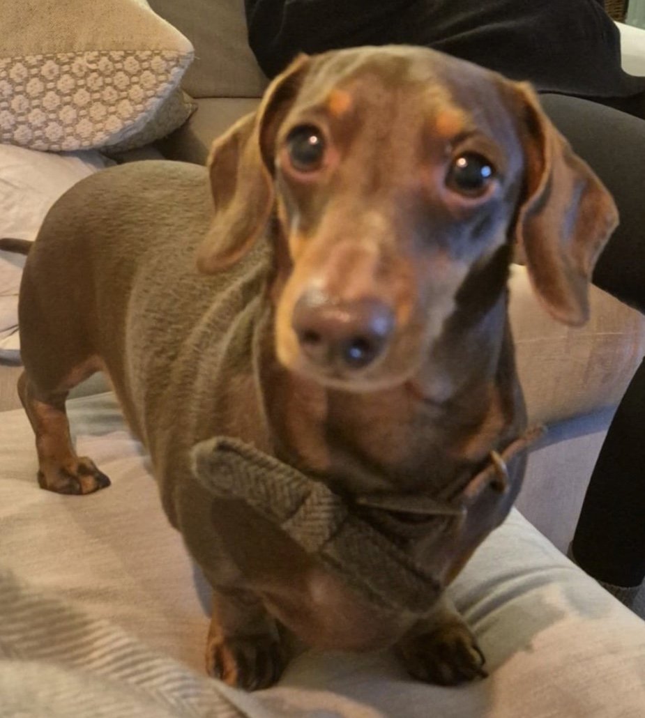 Chip