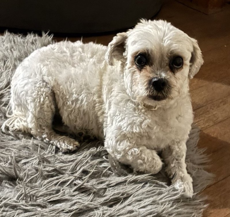 Dottie