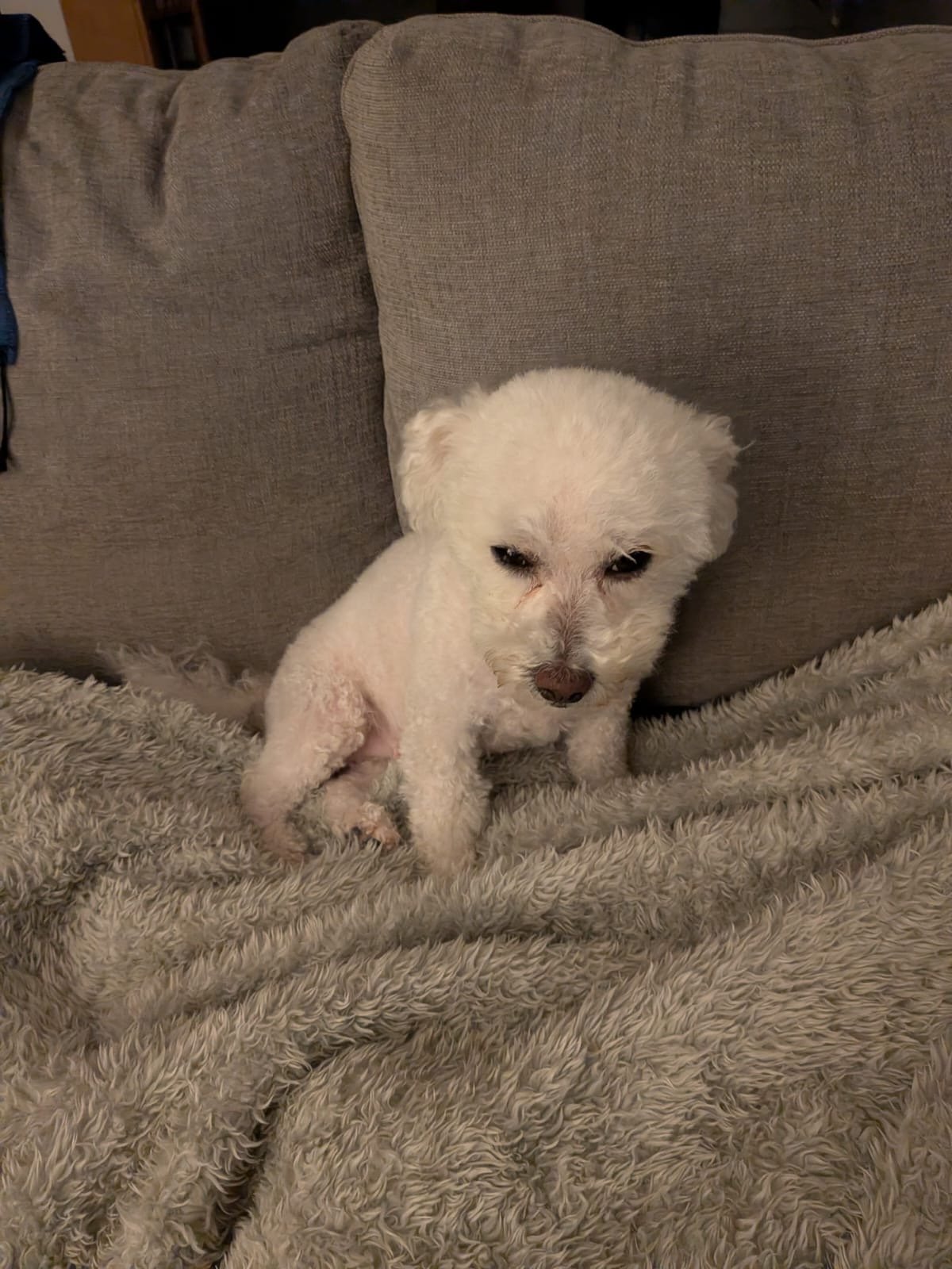 Bella