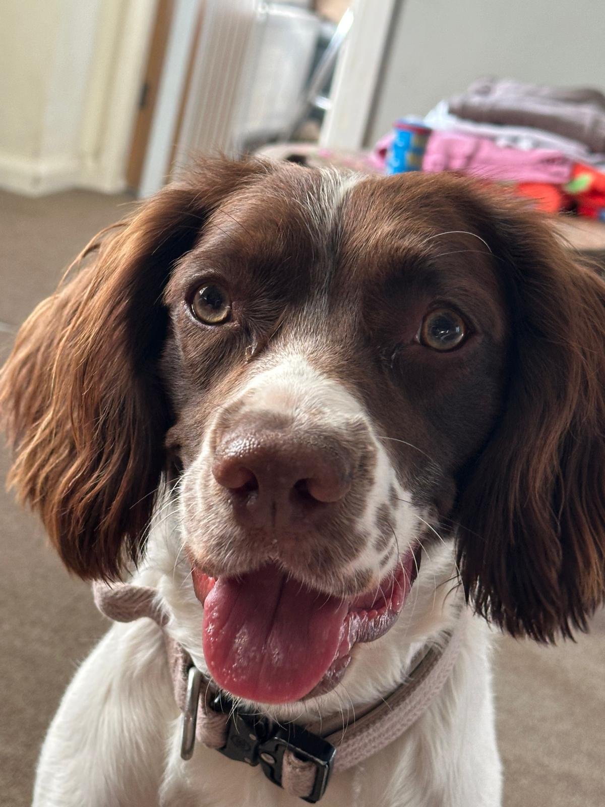 Toffee