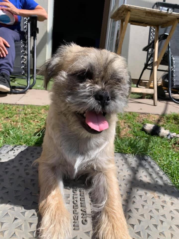 Gizmo and smug
