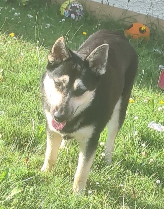 WILLOW