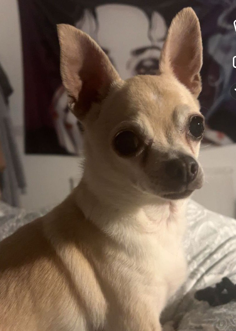 Dobby