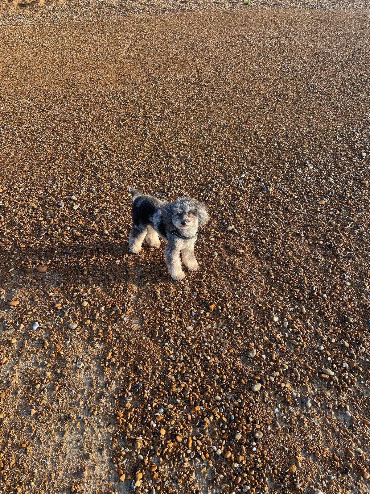 Lola