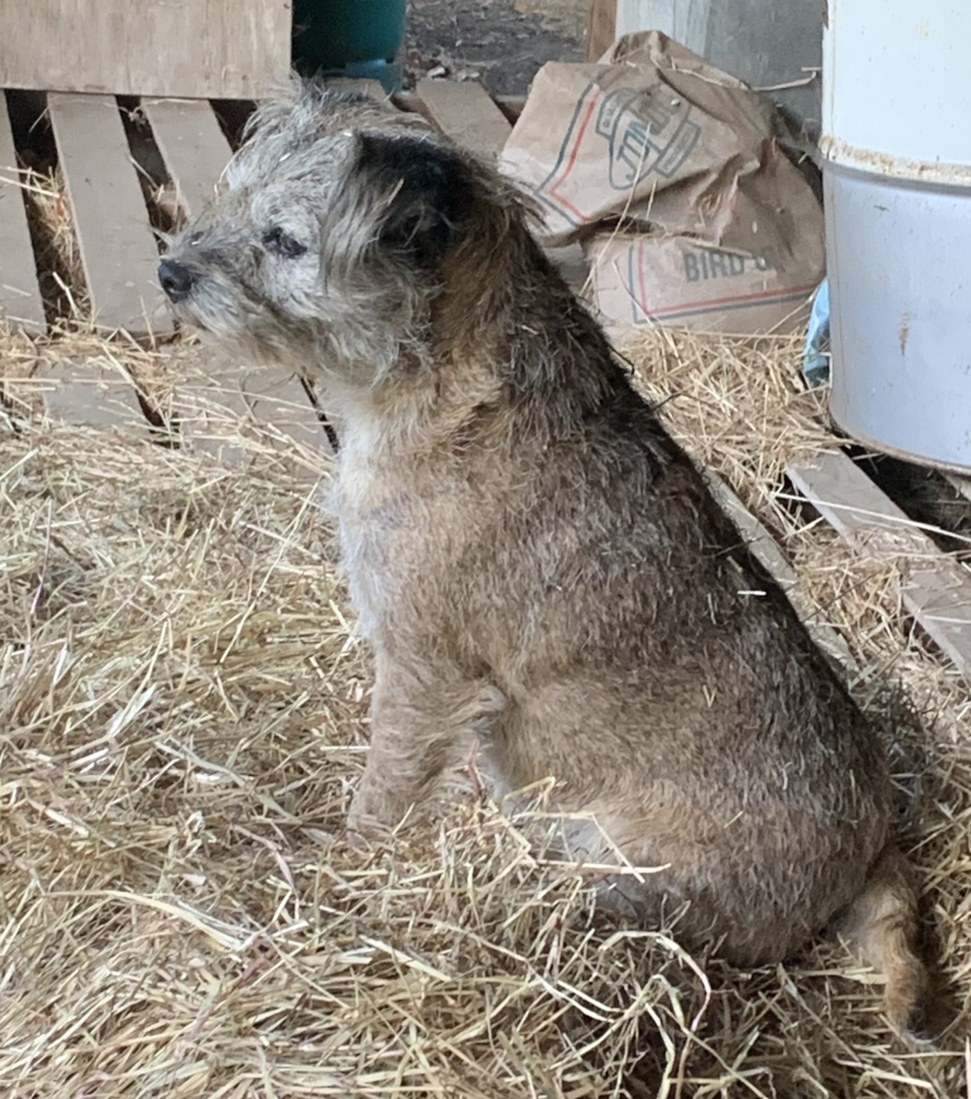 Bramble