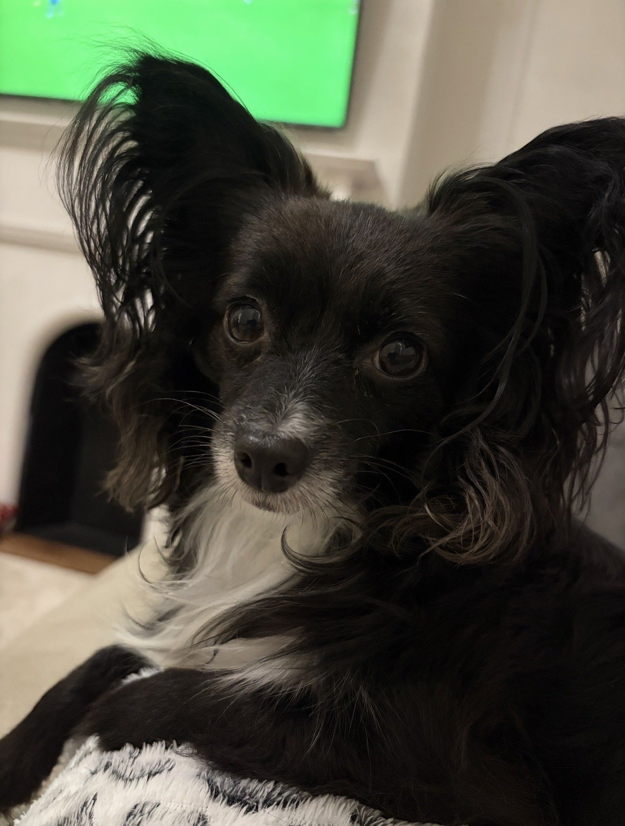 Daisy