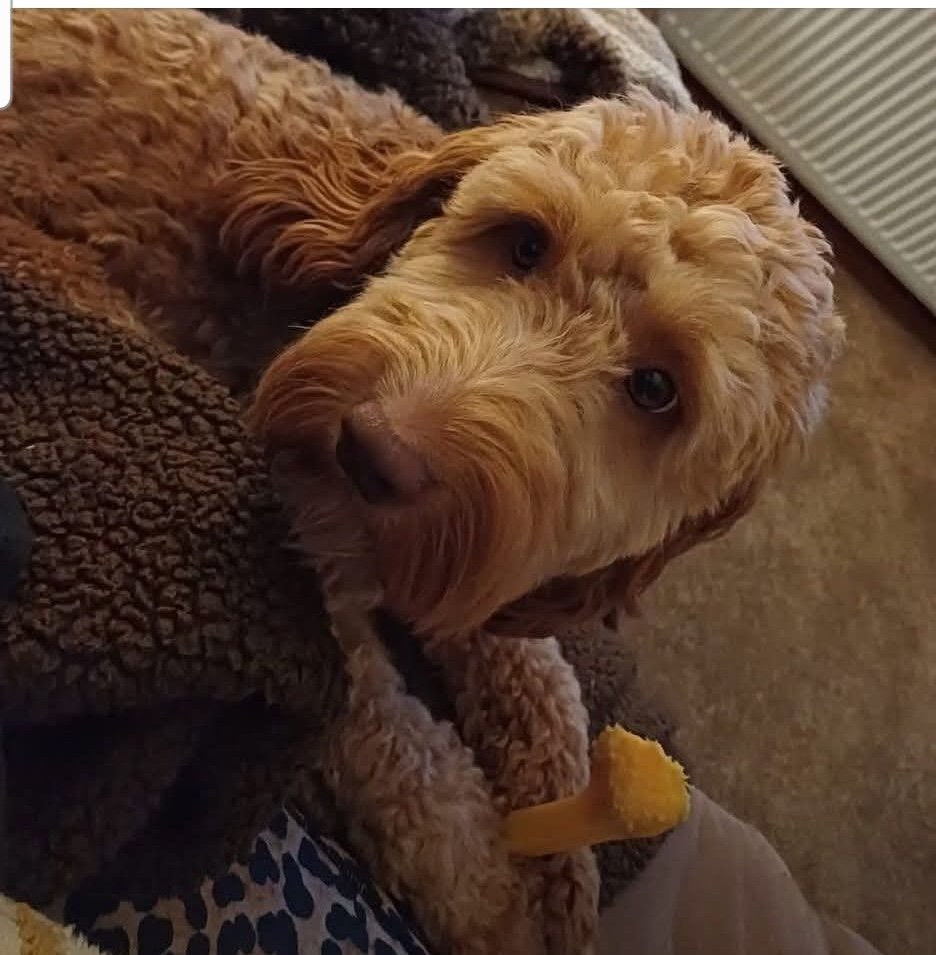 Teddy