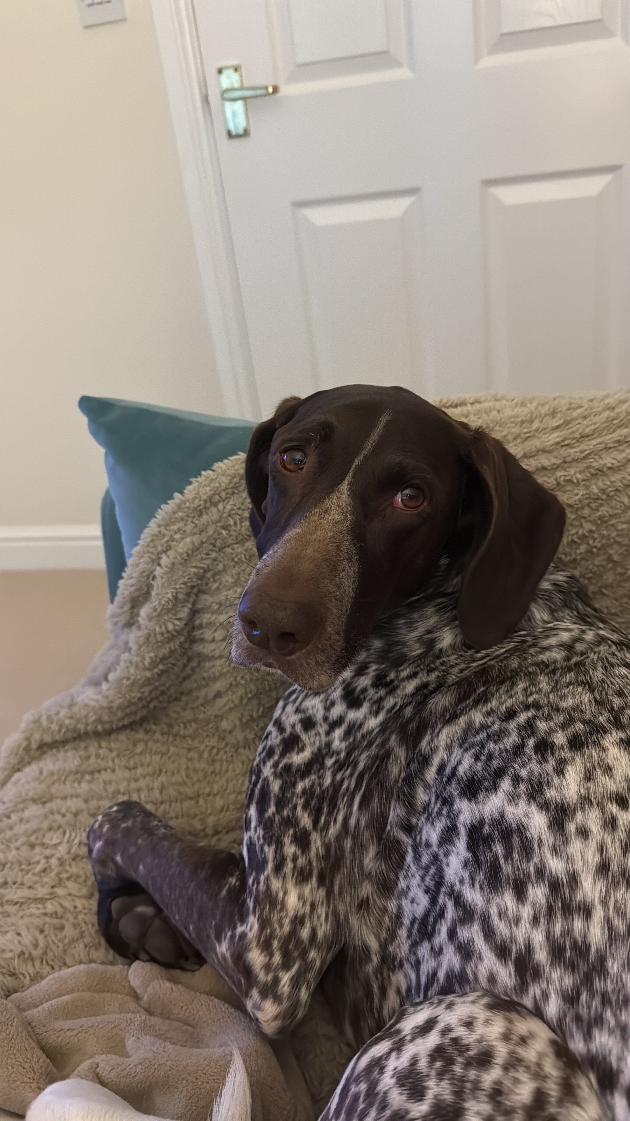 Dixie
