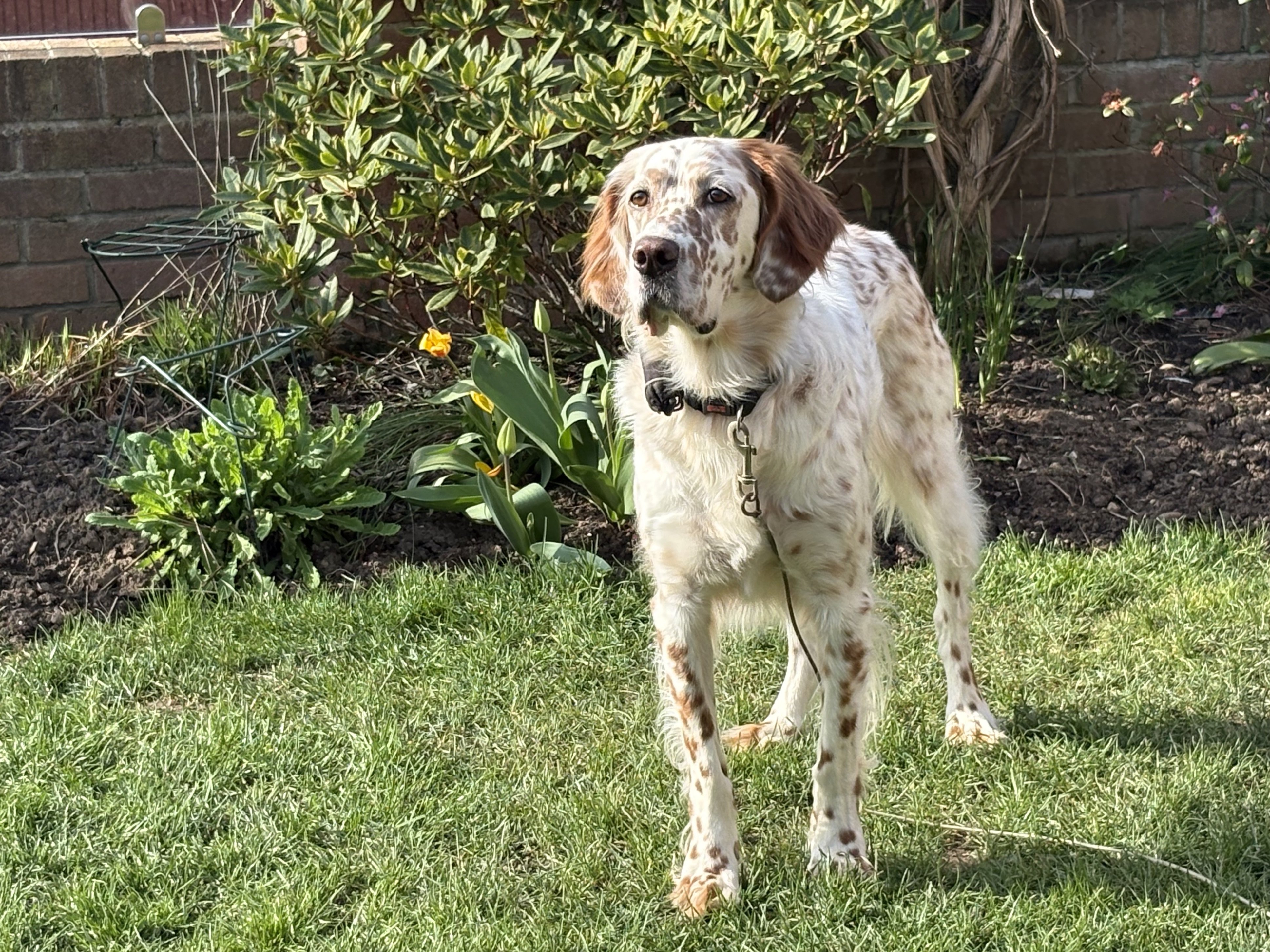 Bracken