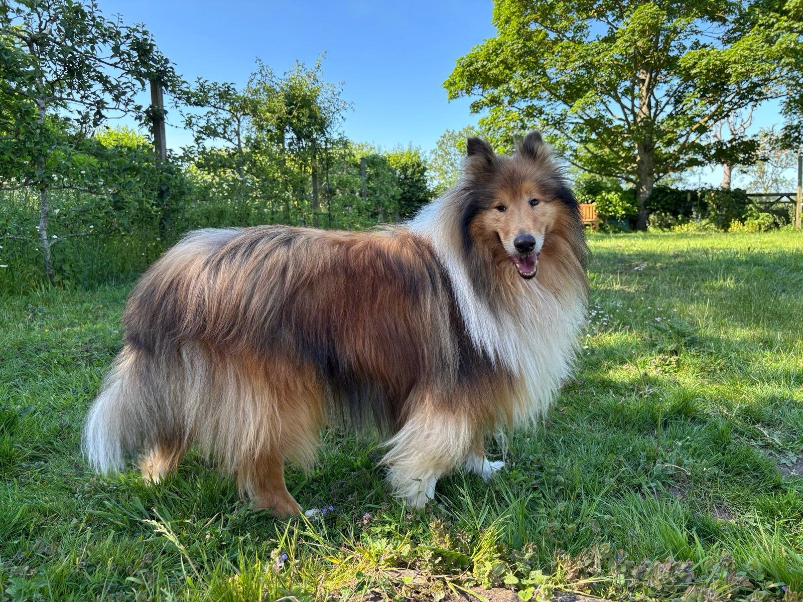 Wilf