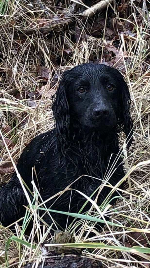 Duke