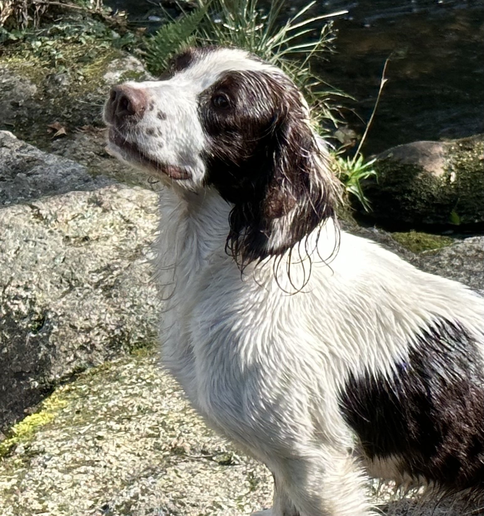 Macie