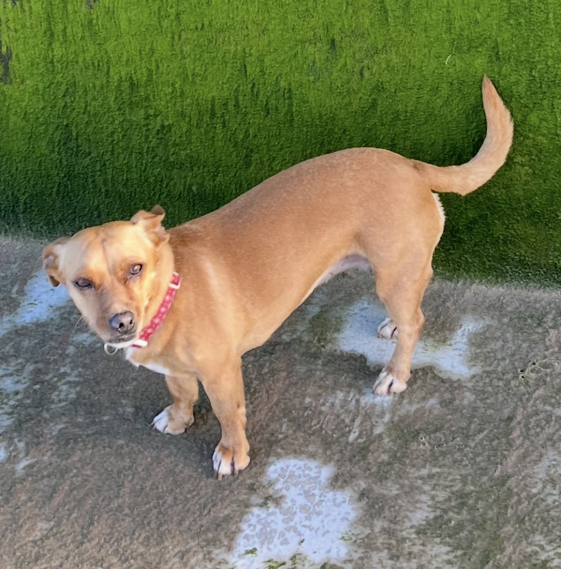 Peanut
