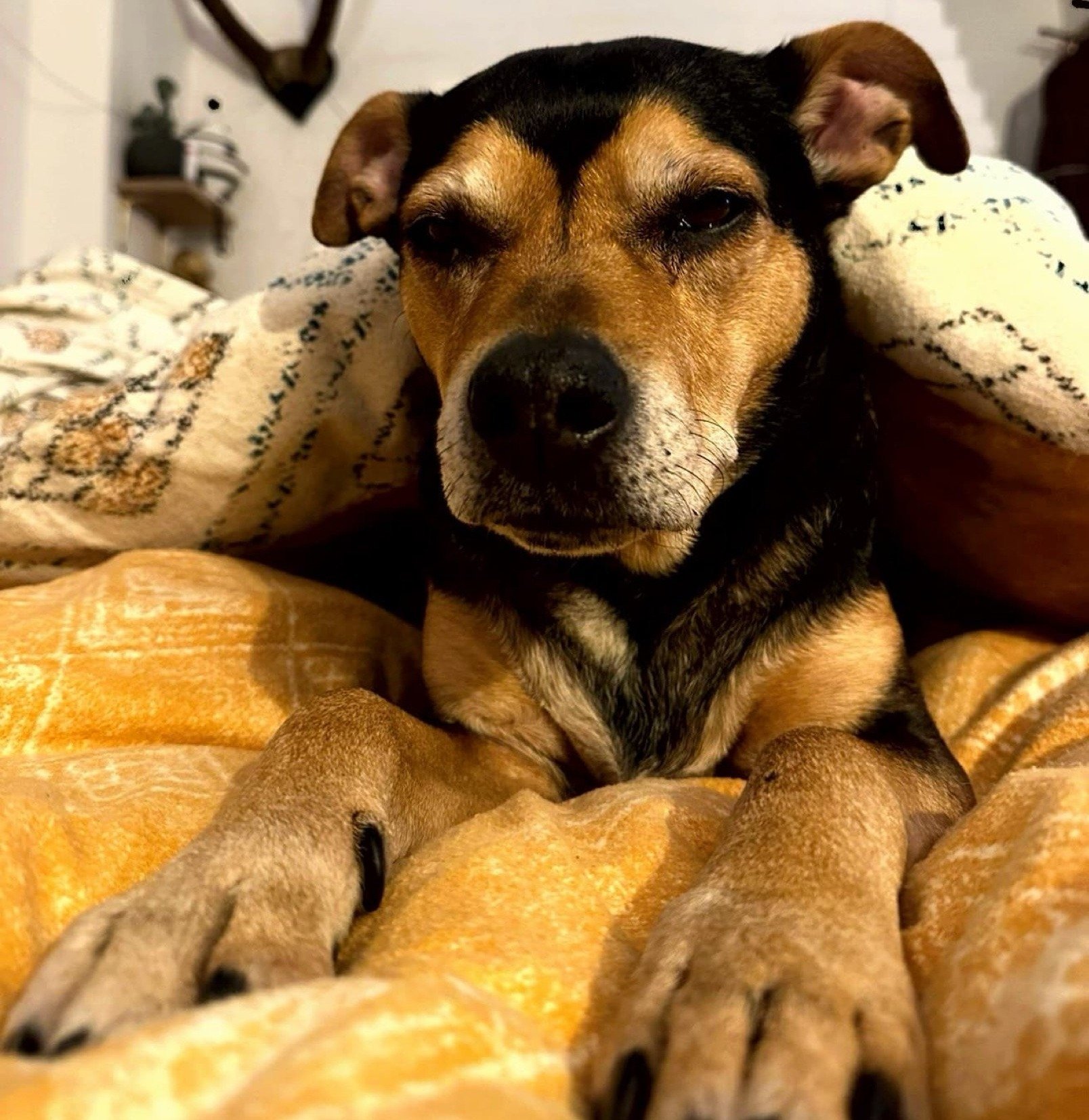 Lola