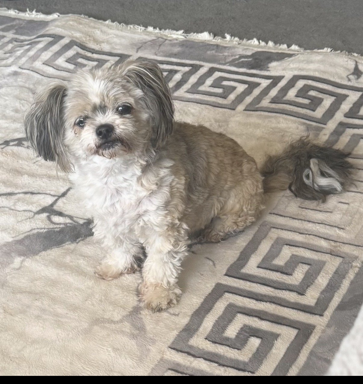 Lulu