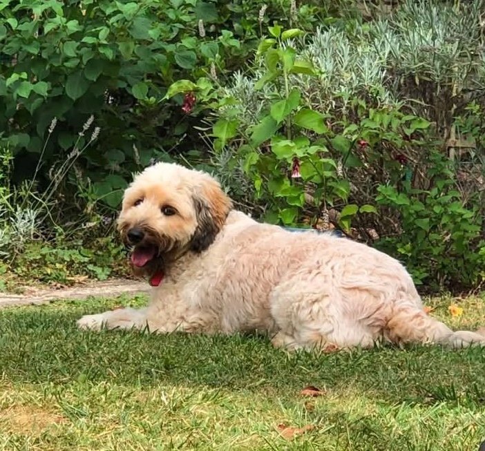 Mollie