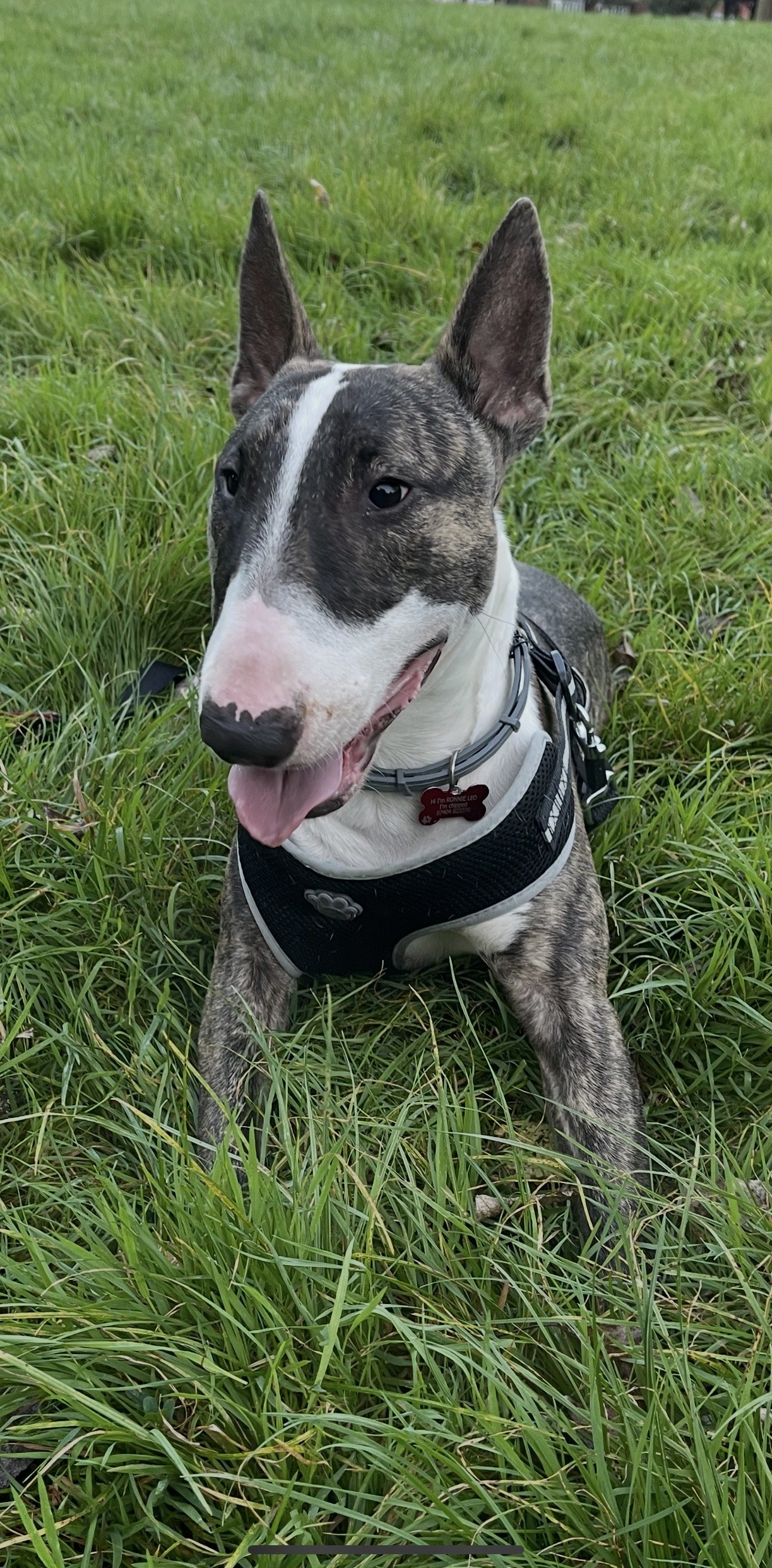 Ronnie
