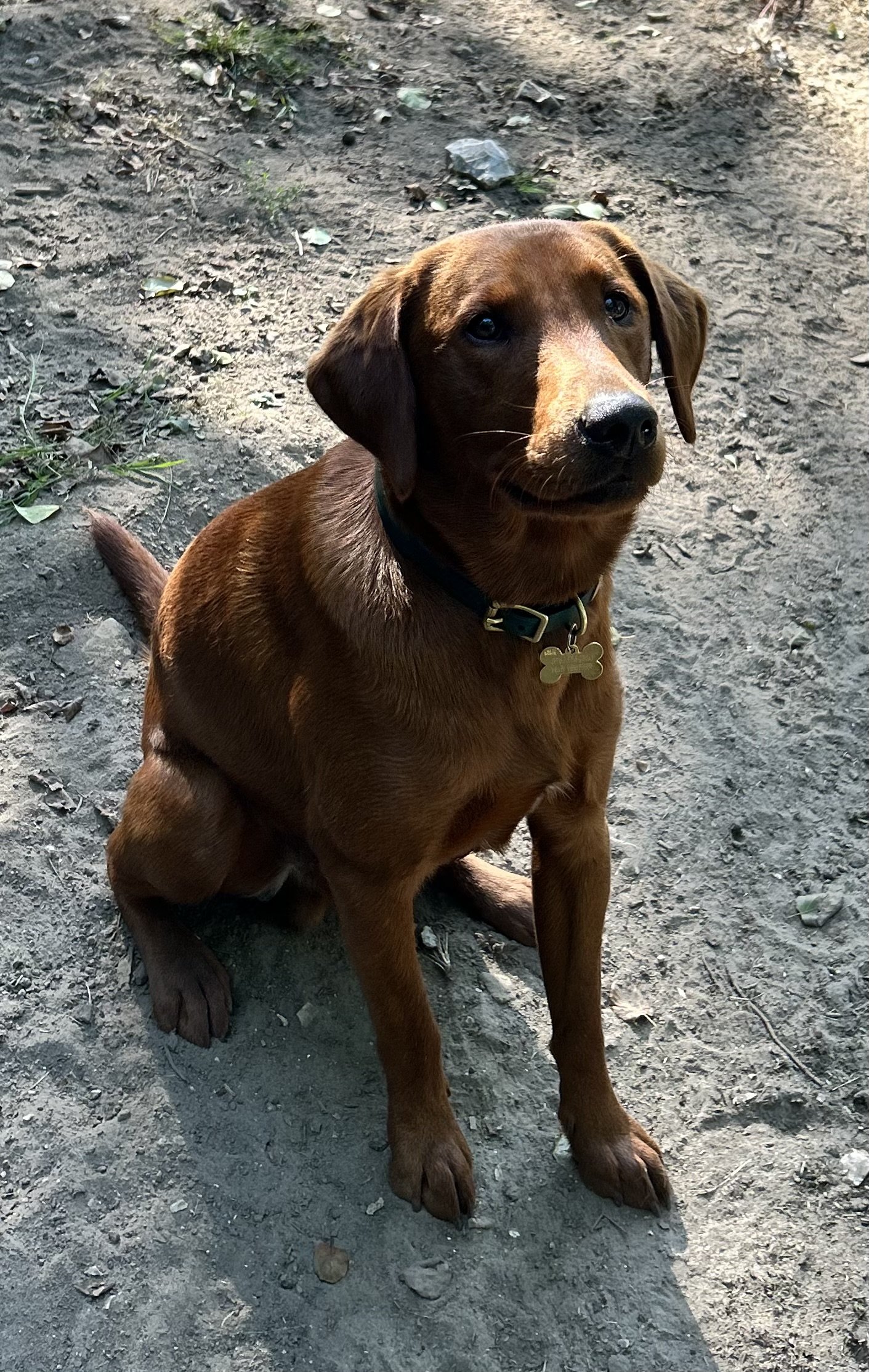 Biscuit