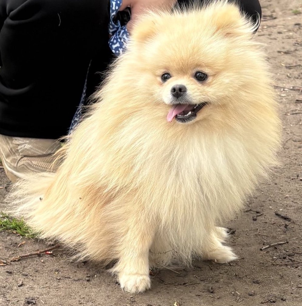 Teddy