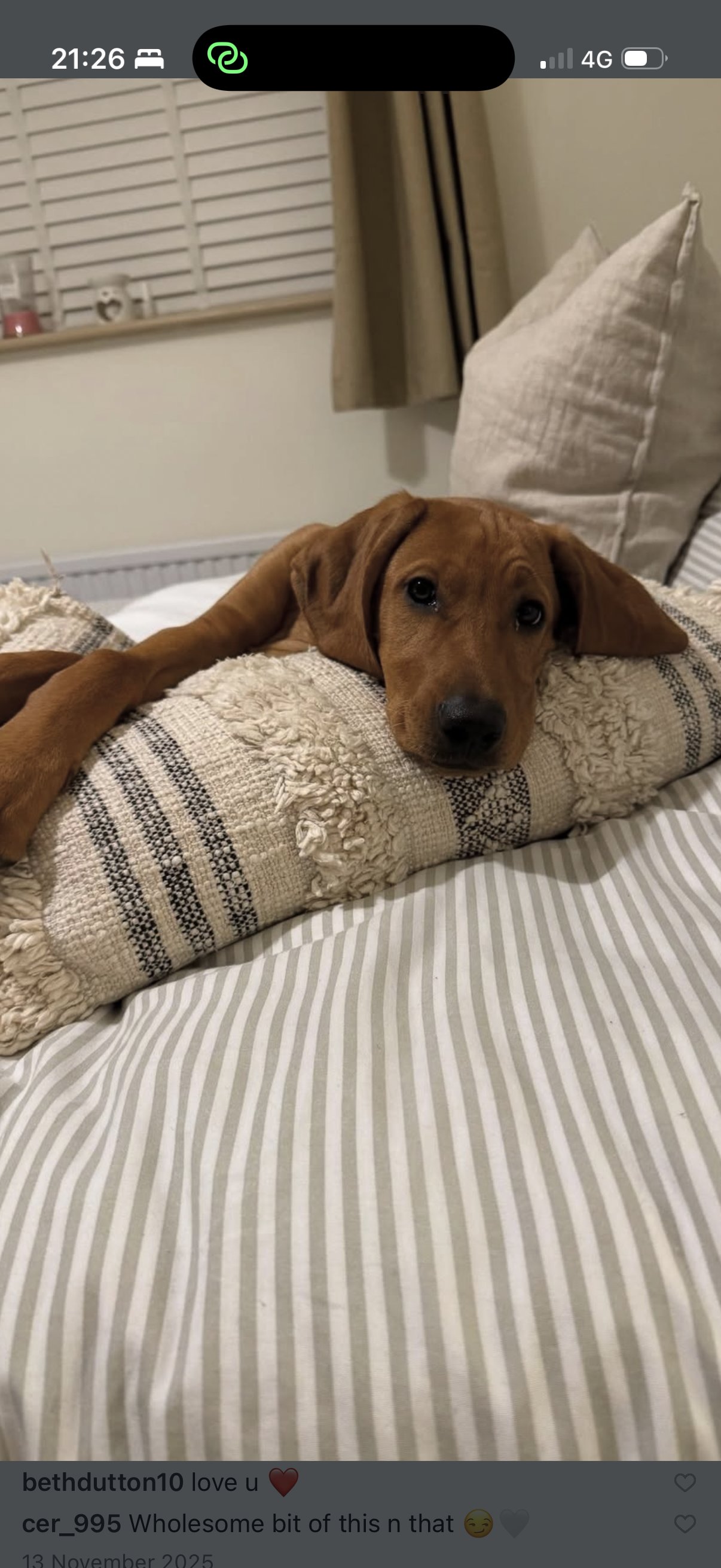 Bruno