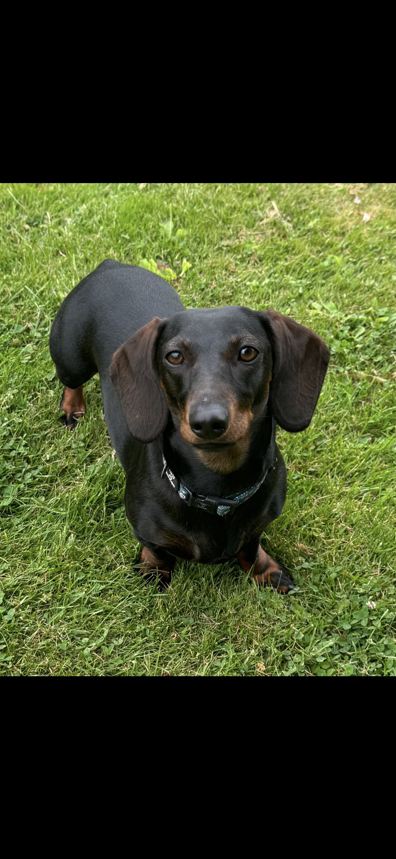 Daisy
