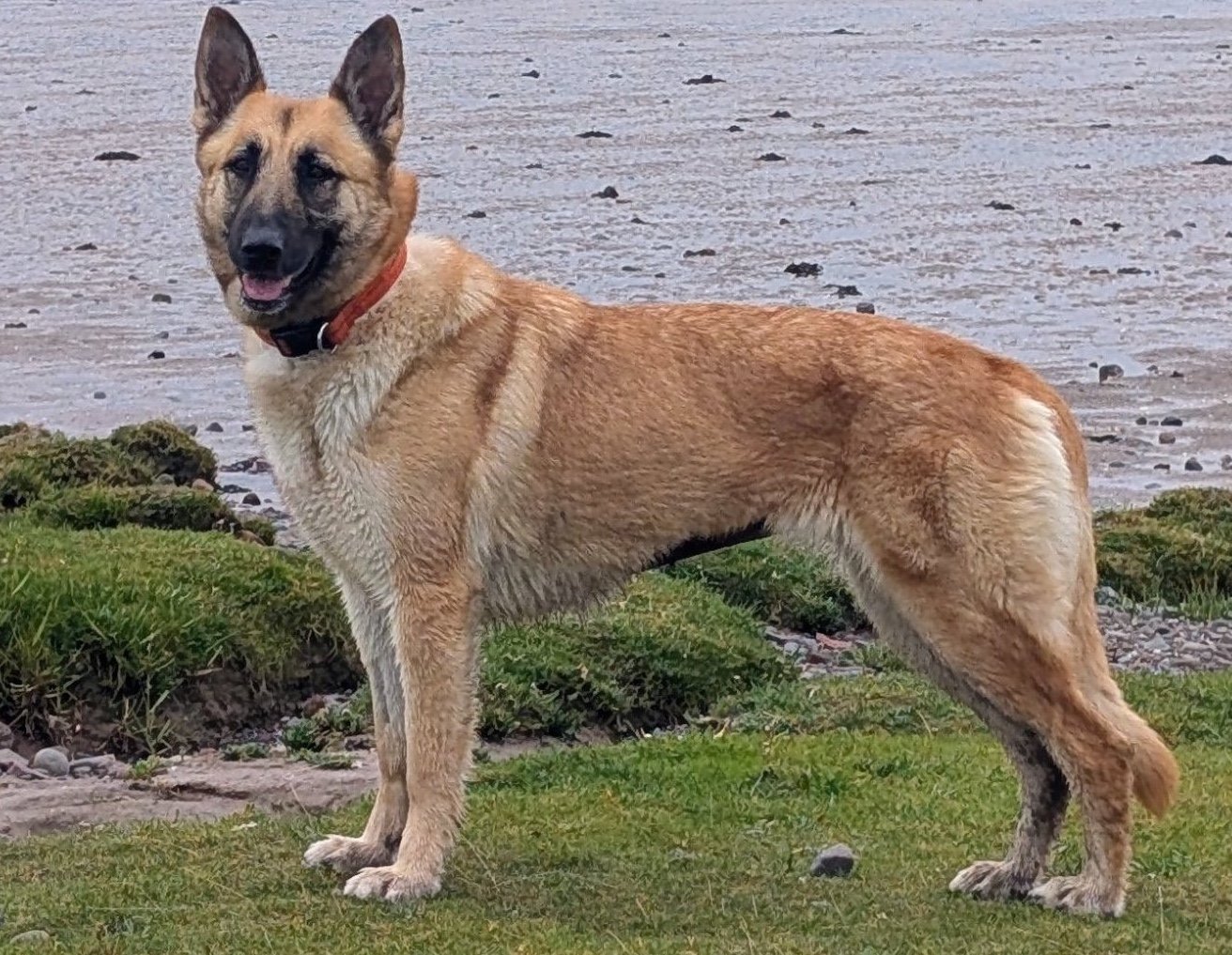 Nala
