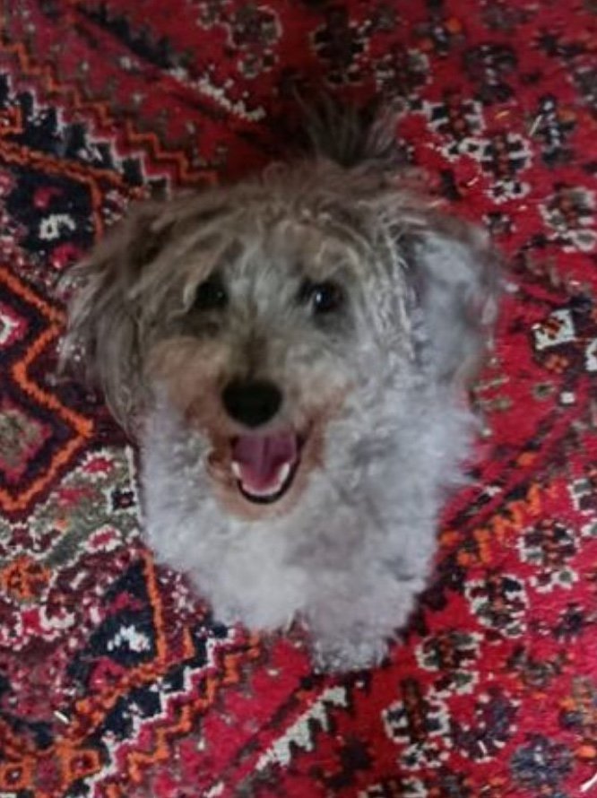 Angus