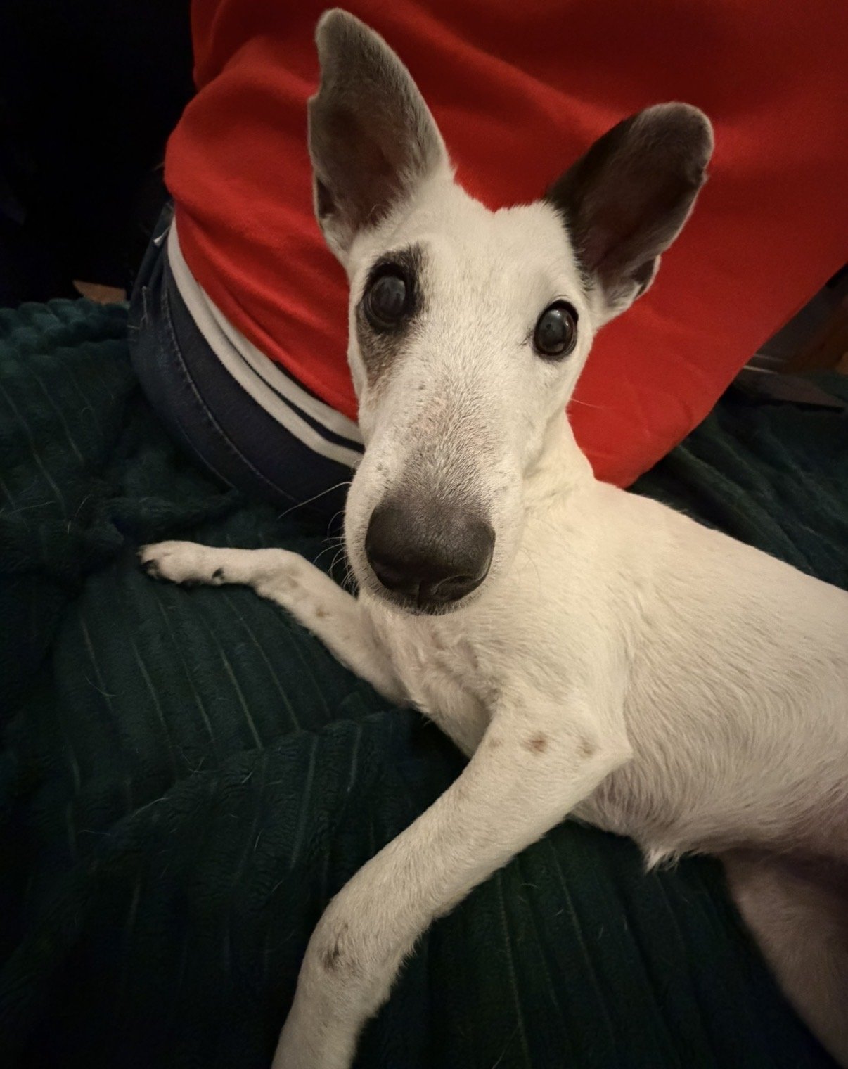 Dolly