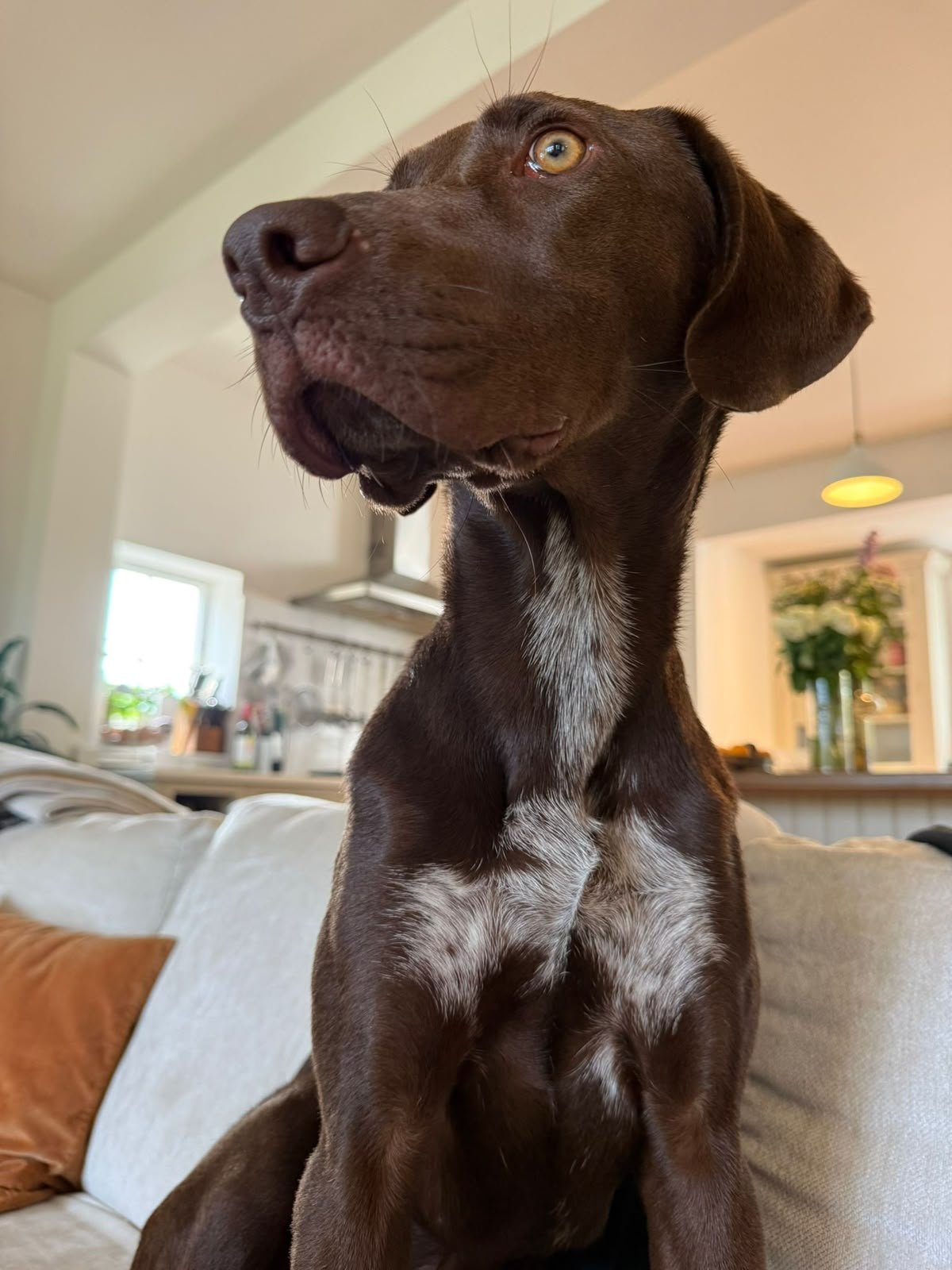 Isabella