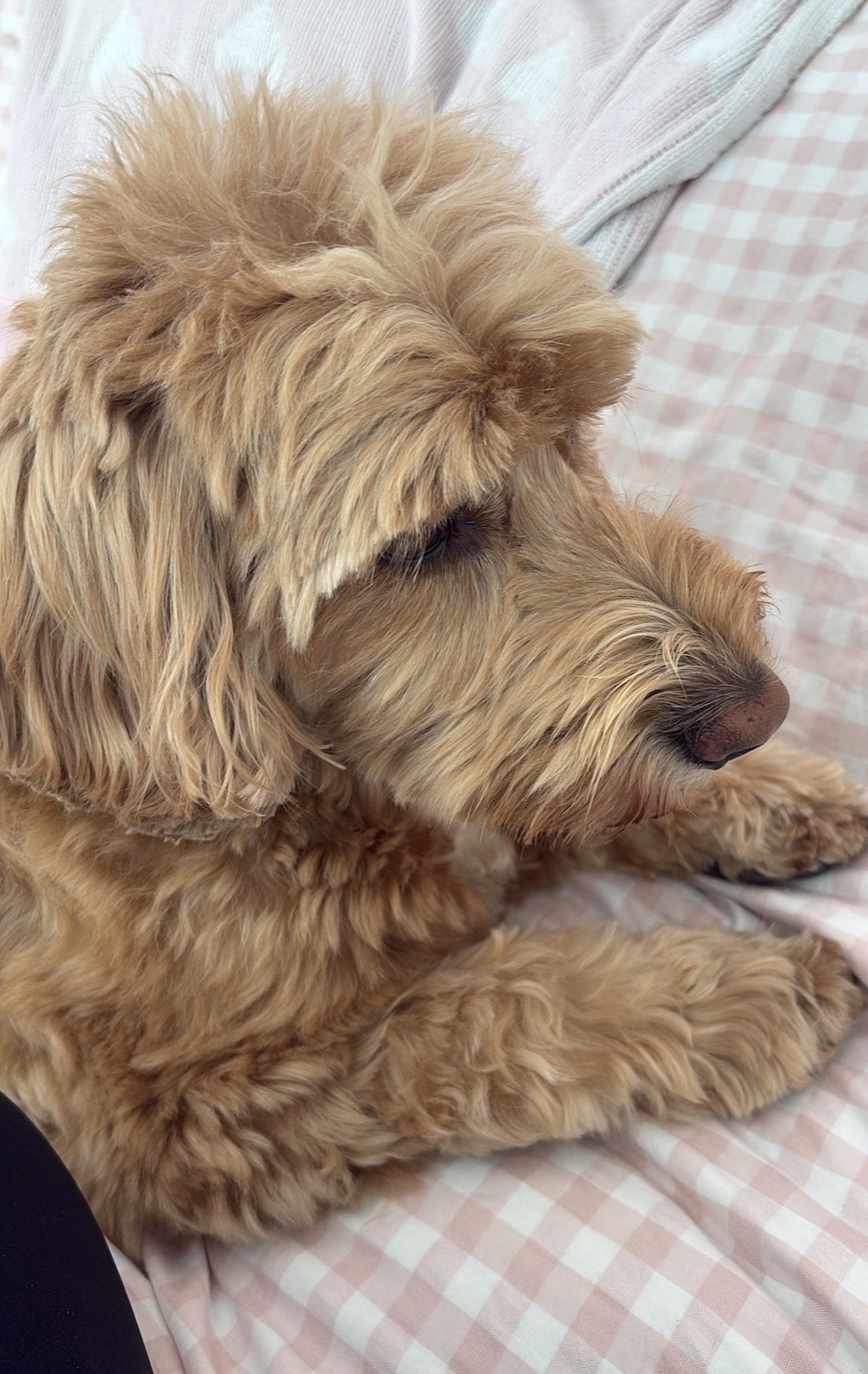 Stanley