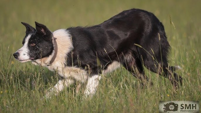 Pip