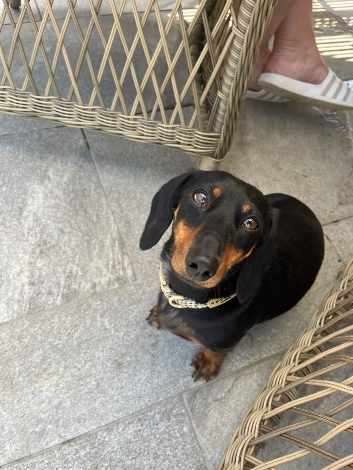 Dottie