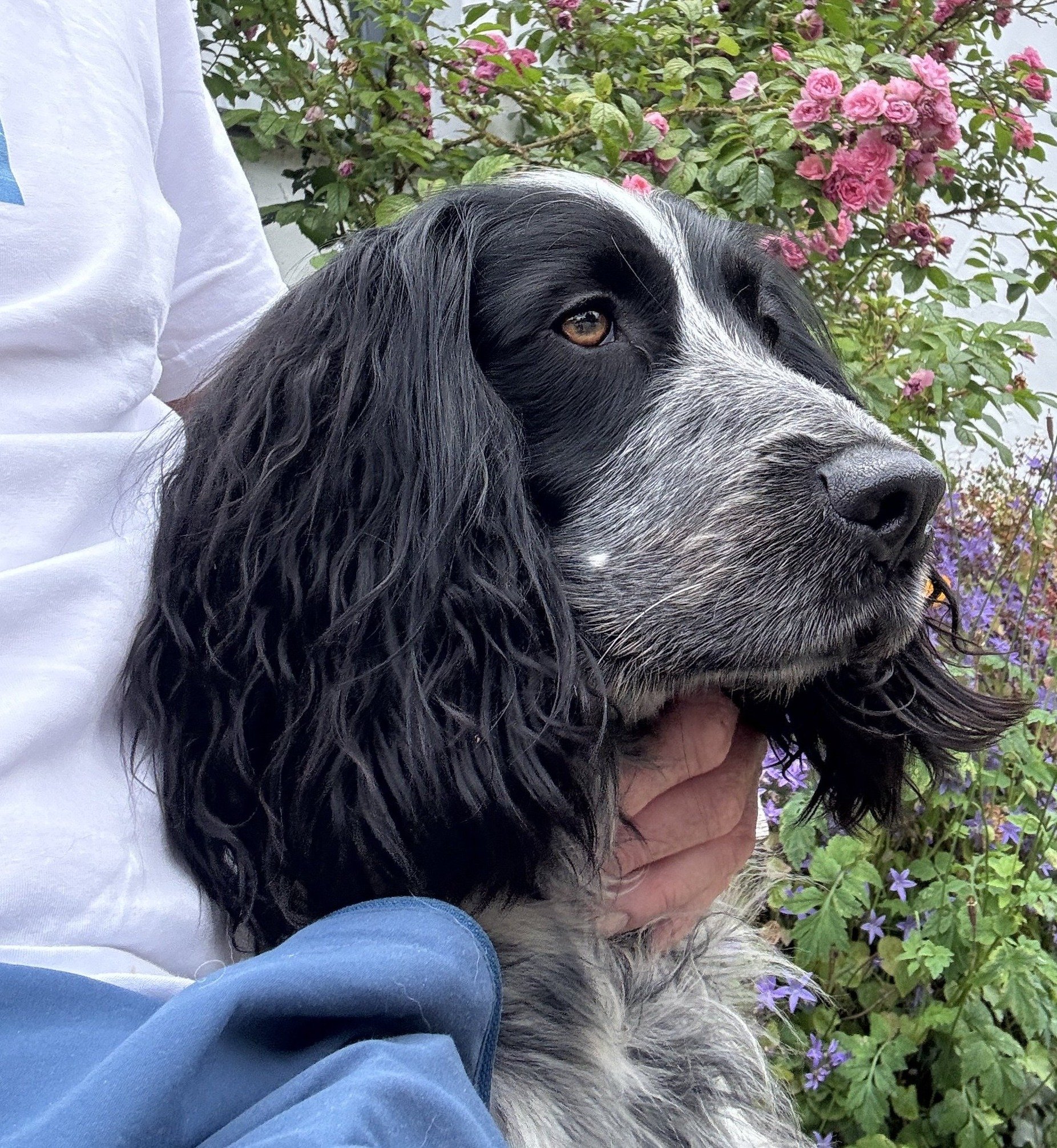 padley
